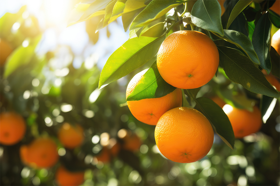 Incidência do greening aumenta e controle de inseto é fundamental para evitar prejuízos na produção de citros