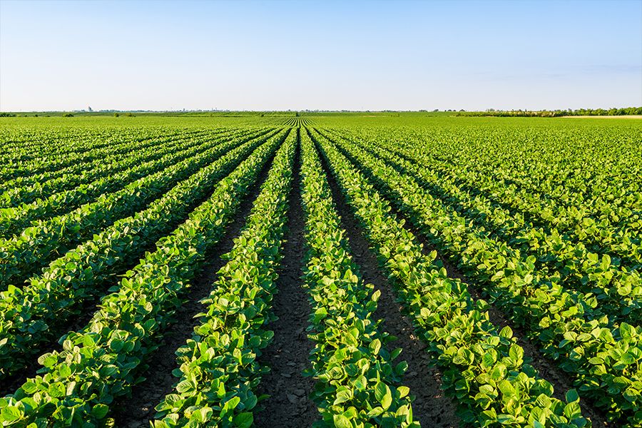 Uso de inseticida da UPL contribui para vitória de quatro agricultores no Desafio da Máxima Produtividade da Soja (Prêmio CESB)